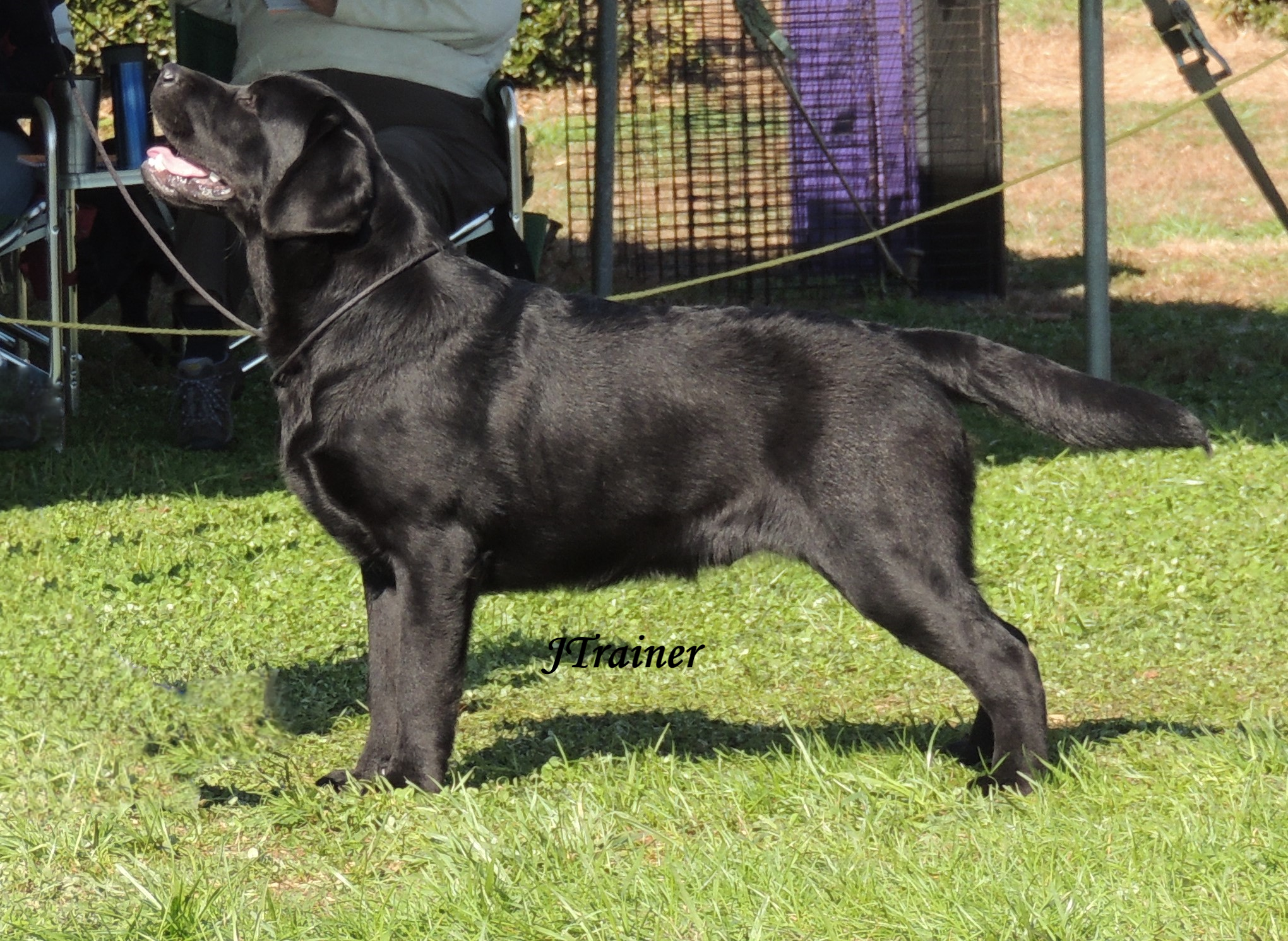 Galrc Specialty 2018 Seminole Labradors