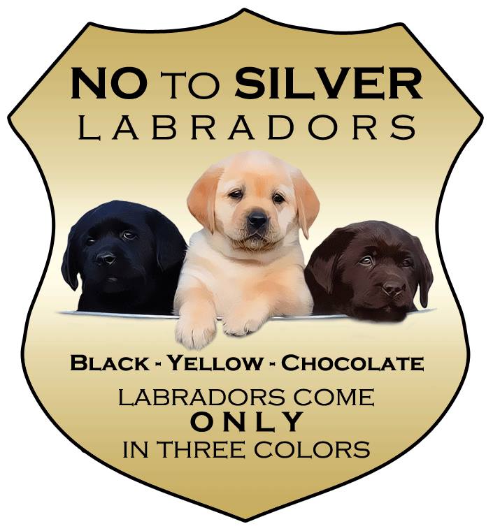 notosilverlabs